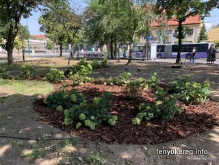 Fichtenmulch und Pappelmulch