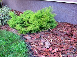 Pine Bark