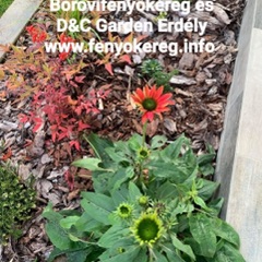 Fenyőkéreg